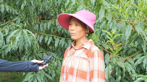 松桃：黃桃喜獲豐收 促進群眾增收