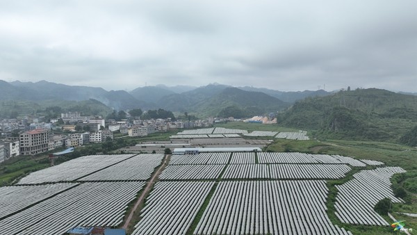 預(yù)產(chǎn)60萬(wàn)斤，太平營(yíng)街道葡萄園開(kāi)園采摘