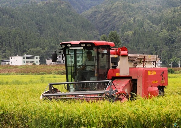 普覺鎮(zhèn):又“稻”豐收季 田間地頭收割忙