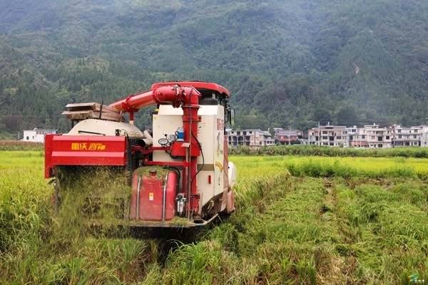 普覺鎮(zhèn):又“稻”豐收季 田間地頭收割忙