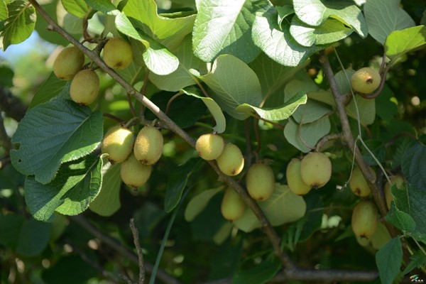 松桃?guī)r桑壩村：村美民富產(chǎn)業(yè)興 鄉(xiāng)村振興添動(dòng)能