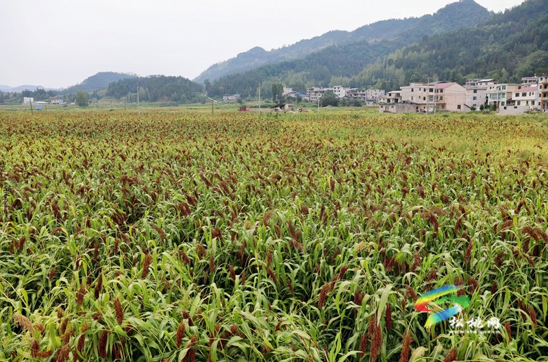 平頭鎮(zhèn)：高粱喜豐收 踏田測產(chǎn)忙
