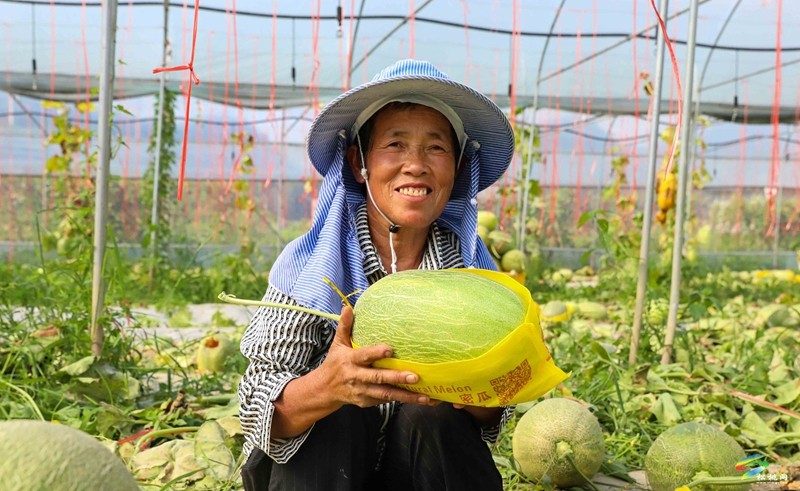 孟溪鎮(zhèn)：哈密瓜“甜密”來襲