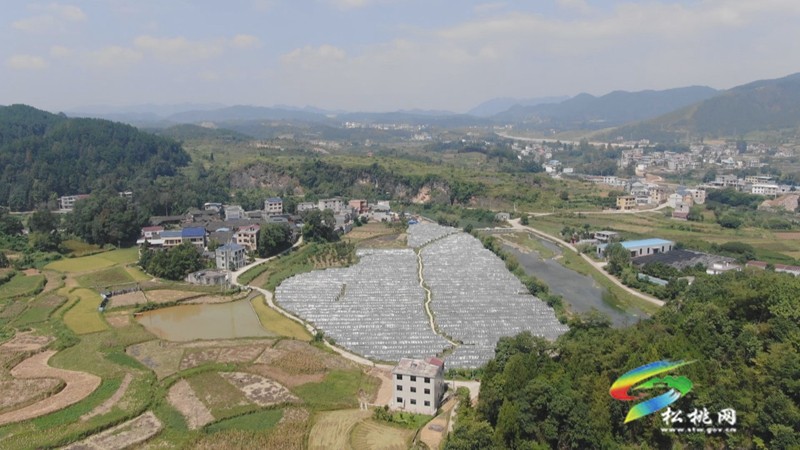 石馬社區(qū)：“有機”葡萄甜蜜上市