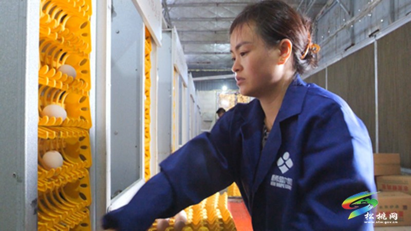 大興街道：自動化蛋雞養(yǎng)殖 孵出群眾“致富蛋”