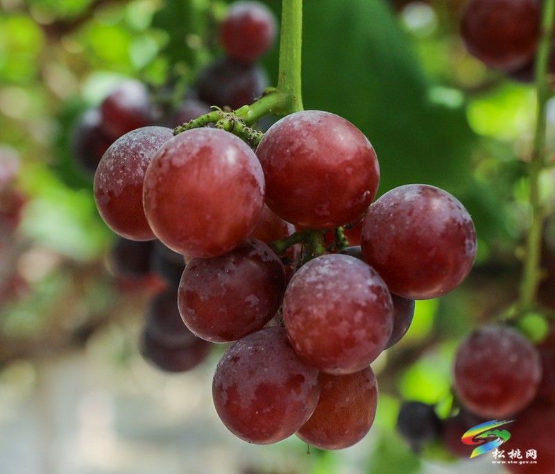 高甜預(yù)警！孟溪葡萄甜蜜來襲