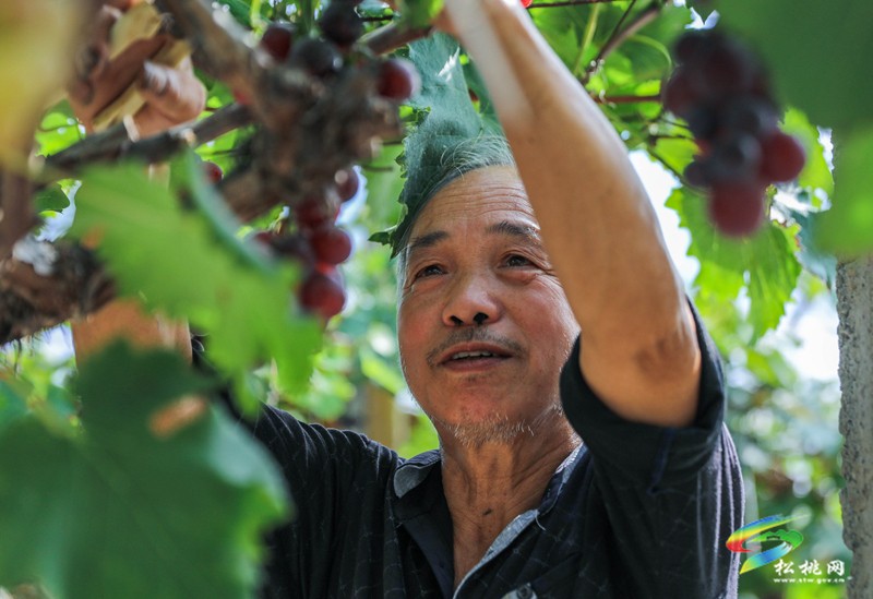 高甜預(yù)警！孟溪葡萄甜蜜來襲