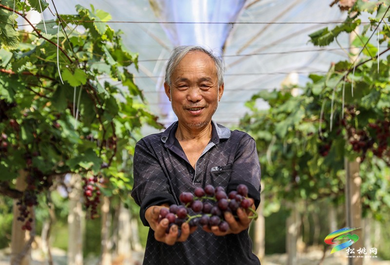 高甜預(yù)警！孟溪葡萄甜蜜來襲