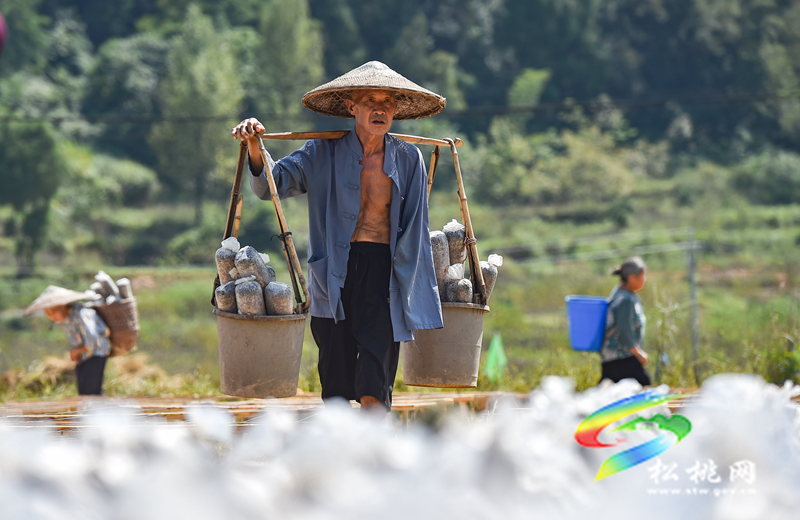 松桃普覺鎮(zhèn)：“稻耳”輪作助增收