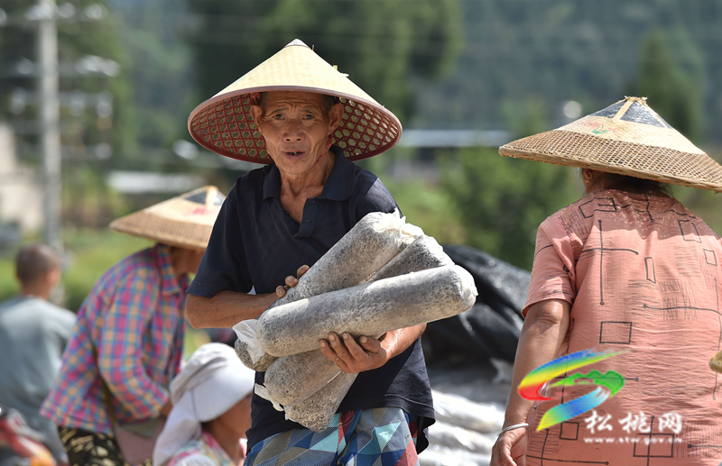 松桃普覺鎮(zhèn)：“稻耳”輪作助增收