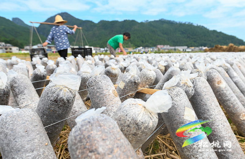 松桃普覺鎮(zhèn)：“稻耳”輪作助增收