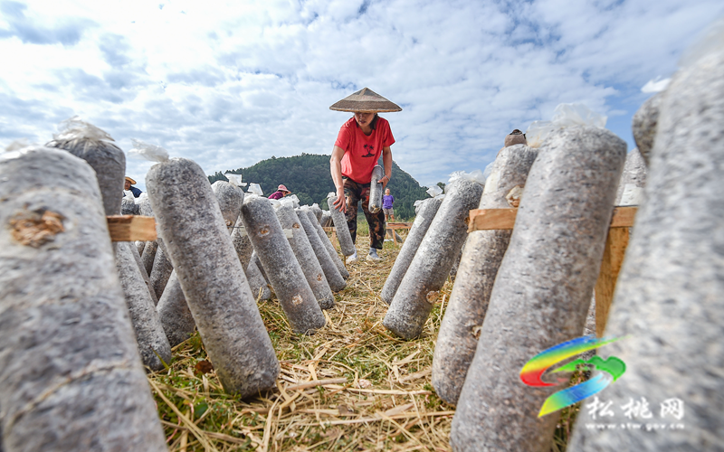 松桃普覺鎮(zhèn)：“稻耳”輪作助增收