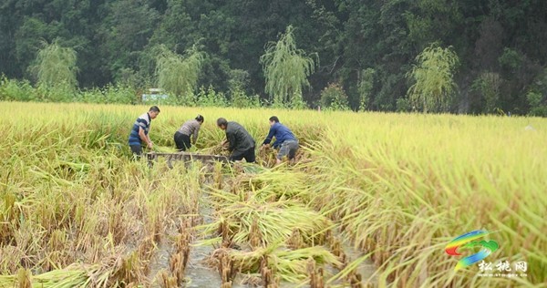 大路鎮(zhèn)長(zhǎng)征村：稻花香里說(shuō)豐年 又是一年好“豐”景