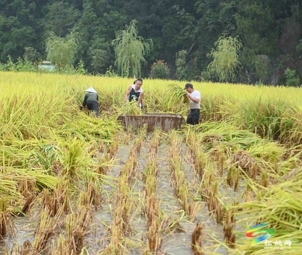 大路鎮(zhèn)長(zhǎng)征村：稻花香里說(shuō)豐年 又是一年好“豐”景