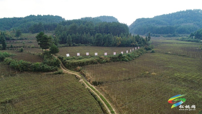 長坪鄉(xiāng)：小小吊瓜種出致富經(jīng)