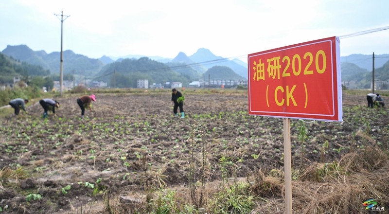 松桃：開(kāi)展油菜品種展示篩選 促進(jìn)油菜產(chǎn)業(yè)發(fā)展