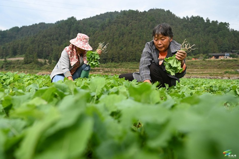 松桃：開(kāi)展油菜品種展示篩選 促進(jìn)油菜產(chǎn)業(yè)發(fā)展