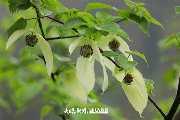 桃源深處美如畫｜以生態(tài)文明引領(lǐng)高質(zhì)量發(fā)展的銅仁實踐