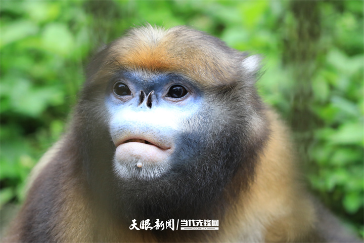 桃源深處美如畫｜以生態(tài)文明引領(lǐng)高質(zhì)量發(fā)展的銅仁實踐