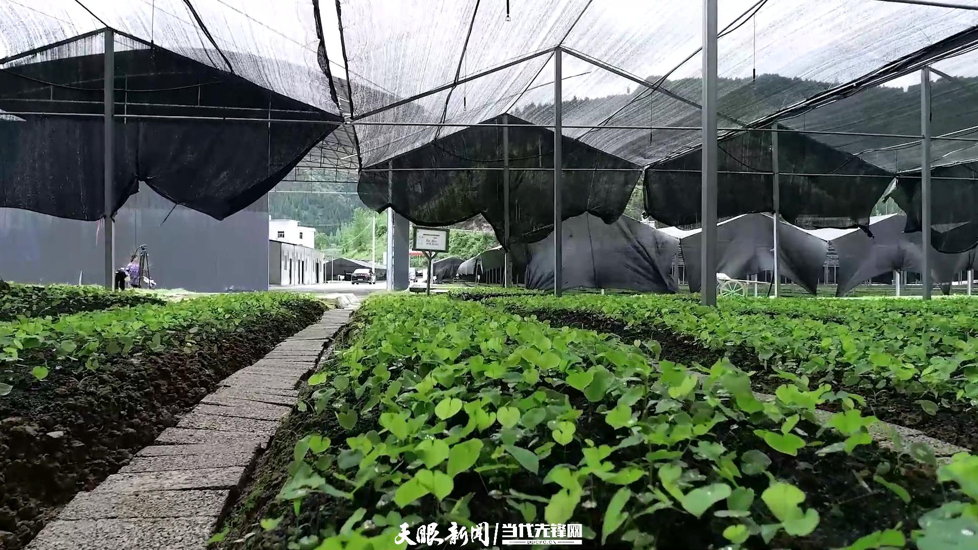 桃源深處美如畫｜以生態(tài)文明引領(lǐng)高質(zhì)量發(fā)展的銅仁實踐