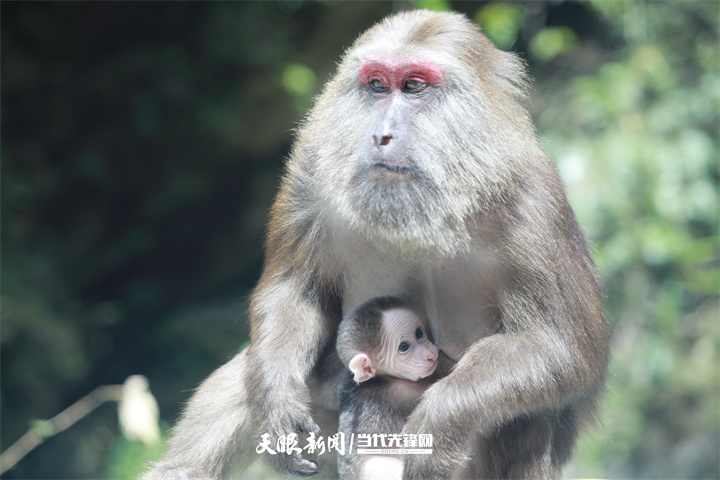桃源深處美如畫｜以生態(tài)文明引領(lǐng)高質(zhì)量發(fā)展的銅仁實踐