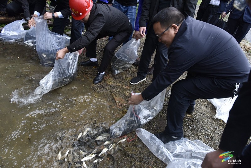松桃：山水林田湖草沙修復(fù)項目魚苗投放