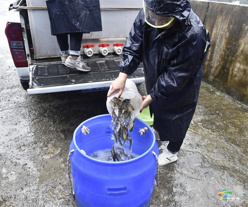 松桃：山水林田湖草沙修復(fù)項目魚苗投放