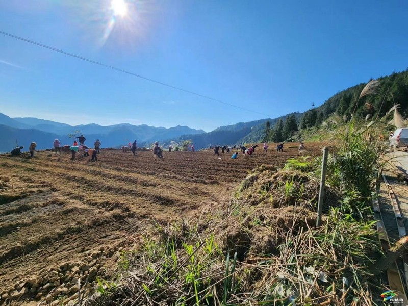 平頭鎮(zhèn)金龍村：蜂糖李種植“錢”景好