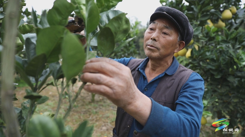 大坪場鎮(zhèn):香柚大豐收游客聞“香”來