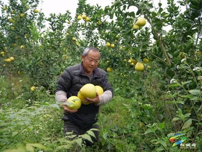 孟溪鎮(zhèn)：香柚迎來大豐收