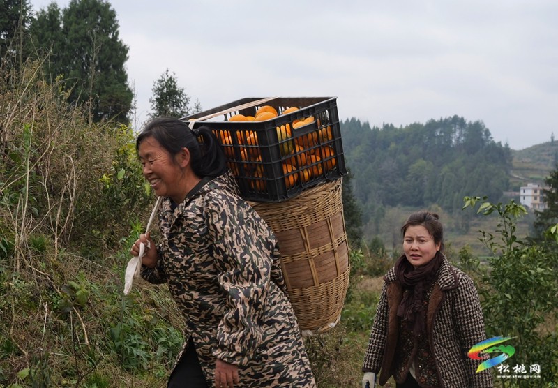 大路鎮(zhèn)：春見柑橘滿枝頭果農甜蜜迎豐收