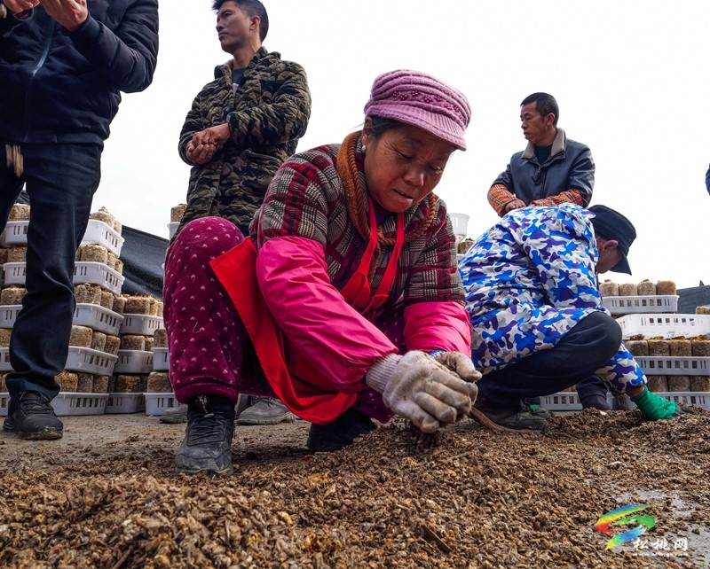 黃板鎮(zhèn)：冬閑人不閑羊肚菌種植忙
