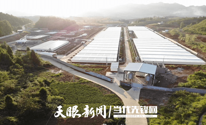 松桃：上半年實(shí)現(xiàn)綜合產(chǎn)值達(dá)14.88億元！“全國(guó)生豬調(diào)出大縣”全產(chǎn)業(yè)鏈條建設(shè)闊步向前