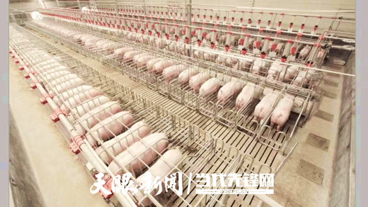 松桃：上半年實(shí)現(xiàn)綜合產(chǎn)值達(dá)14.88億元！“全國(guó)生豬調(diào)出大縣”全產(chǎn)業(yè)鏈條建設(shè)闊步向前