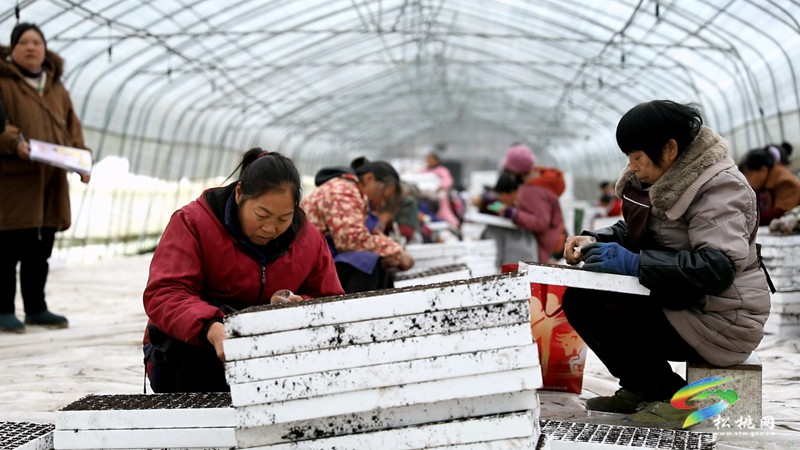 農(nóng)技人員為春耕育苗“保駕護(hù)航”