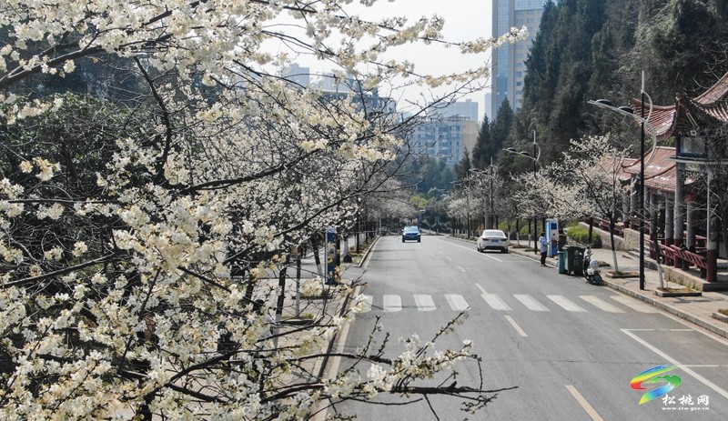 松桃:櫻花爛漫醉春風(fēng)