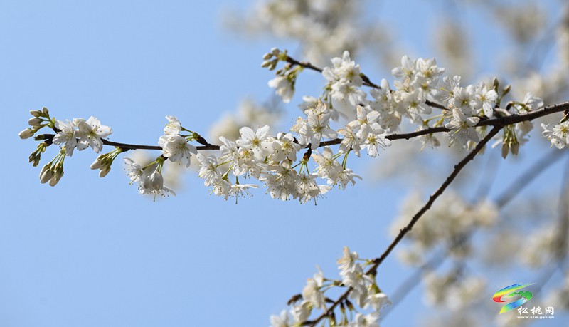 松桃:櫻花爛漫醉春風(fēng)