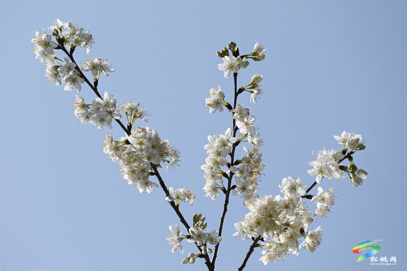 松桃:櫻花爛漫醉春風(fēng)