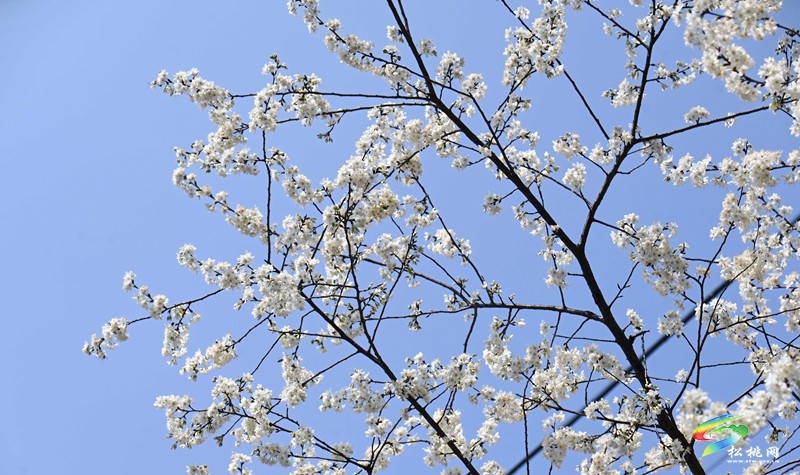 松桃:櫻花爛漫醉春風(fēng)