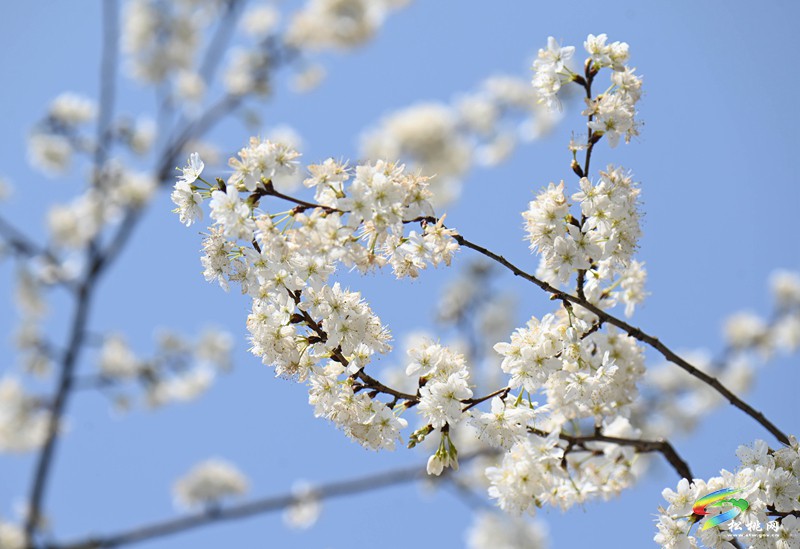 松桃:櫻花爛漫醉春風(fēng)