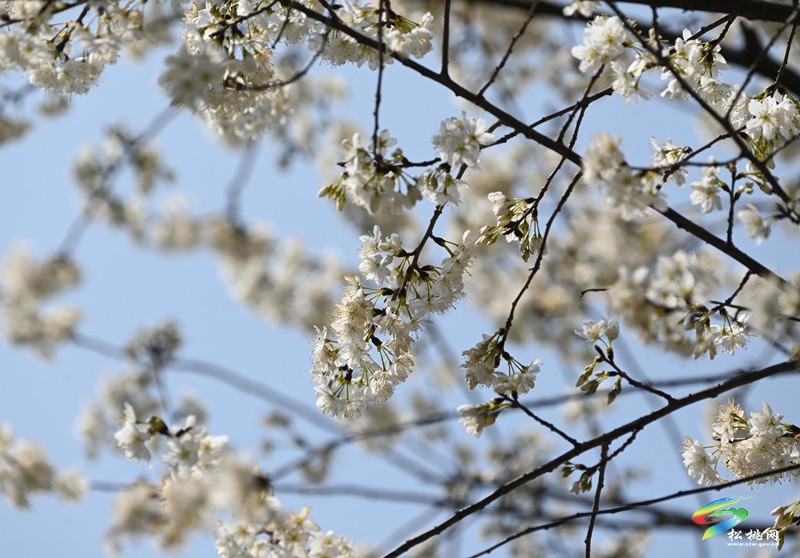 松桃:櫻花爛漫醉春風(fēng)