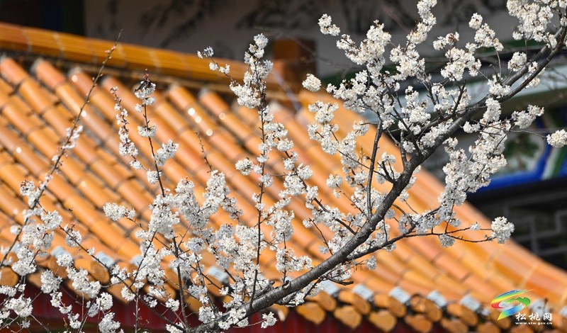 松桃:櫻花爛漫醉春風(fēng)