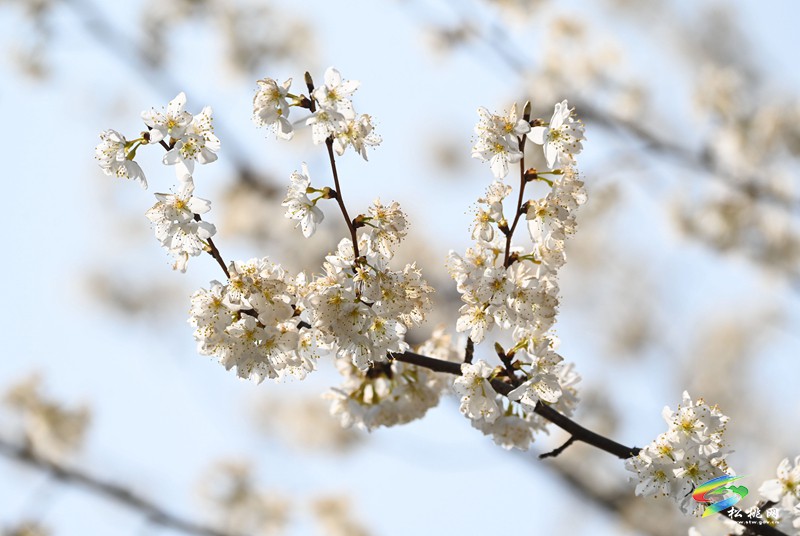 松桃:櫻花爛漫醉春風(fēng)