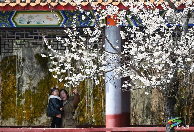 松桃:櫻花爛漫醉春風(fēng)