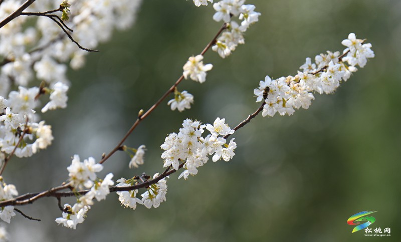 松桃:櫻花爛漫醉春風(fēng)