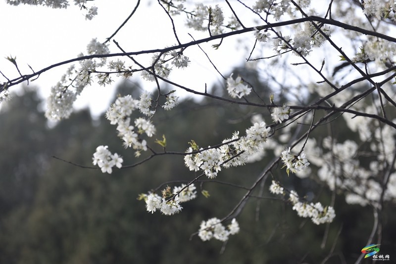 松桃：繁花春滿園