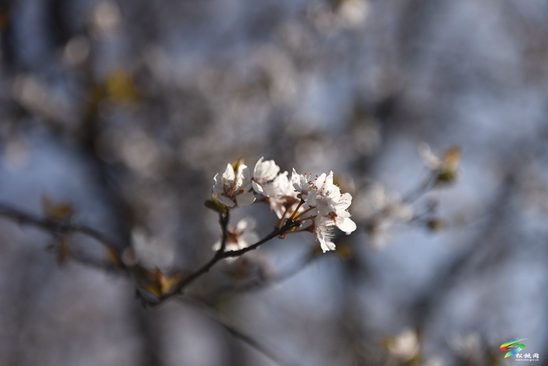 松桃：繁花春滿園
