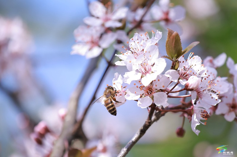 松桃：繁花春滿園