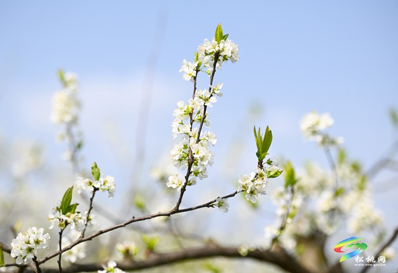 【多彩貴州·花漾中國(guó)】孟溪鎮(zhèn)安山村：李花爛漫 約你相見(jiàn)
