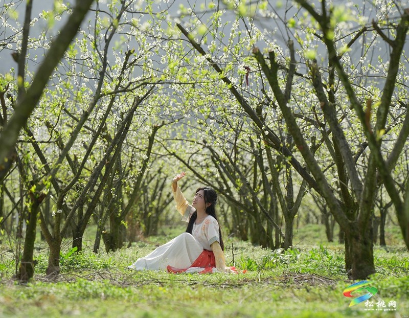 【多彩貴州·花漾中國(guó)】孟溪鎮(zhèn)安山村：李花爛漫 約你相見(jiàn)